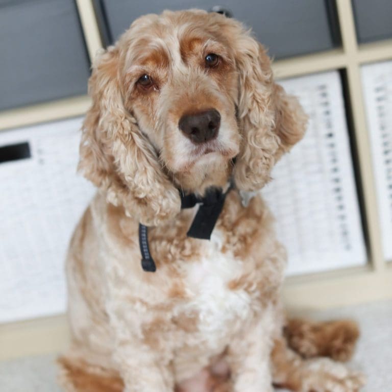 archie-elton-chief-barketing-officer